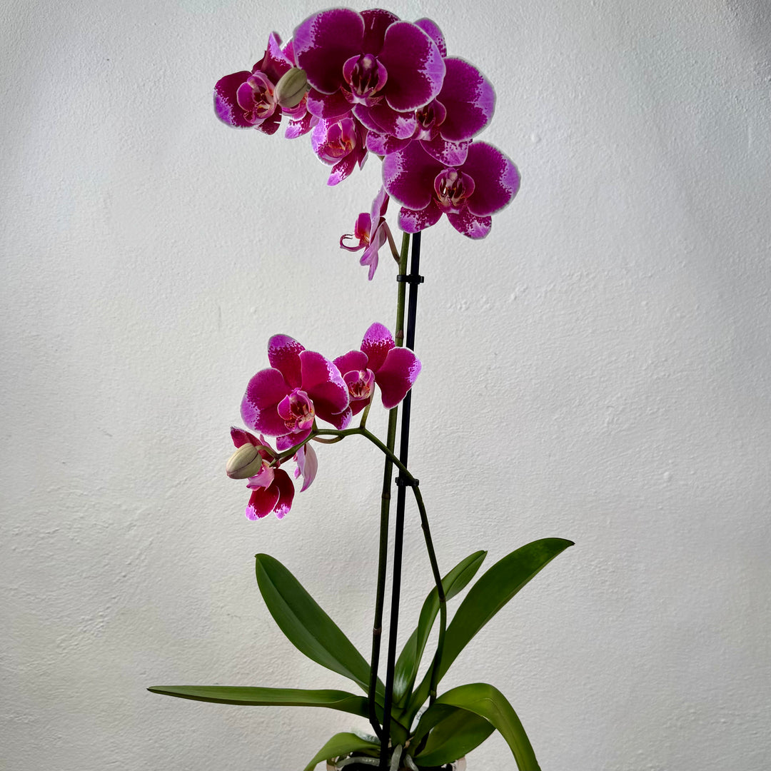 Phalaenopsis mix - orchid