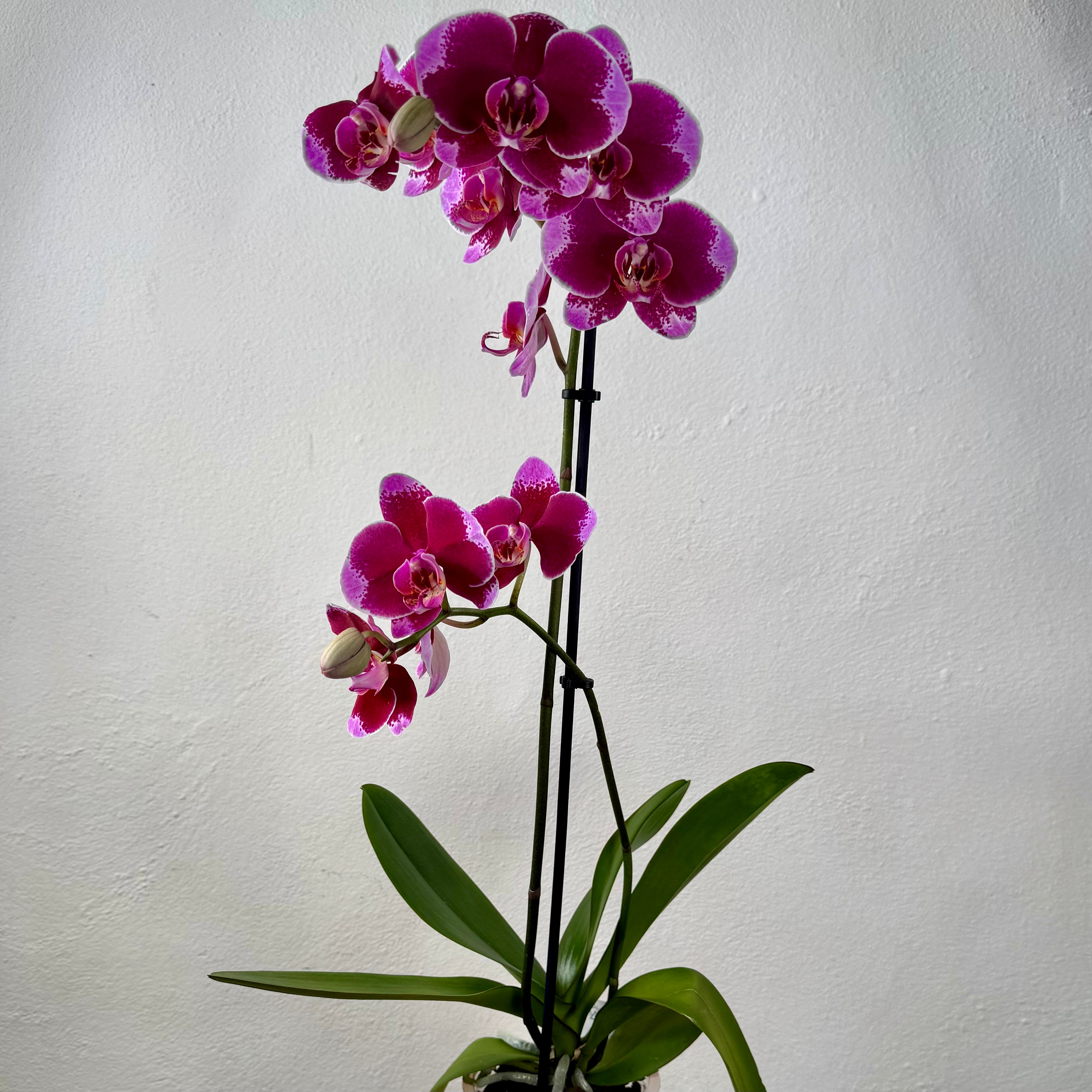 Houseplants