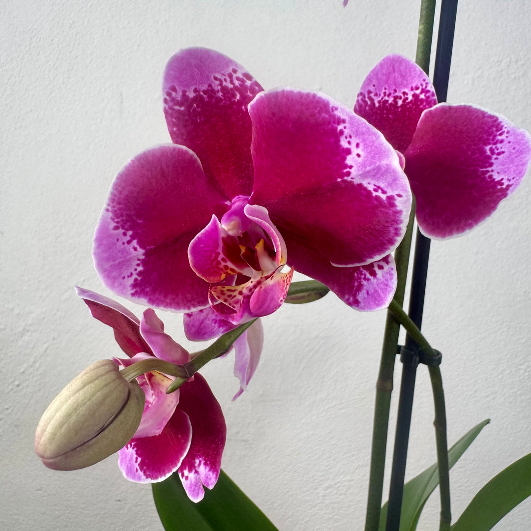 Phalaenopsis mix - orchid