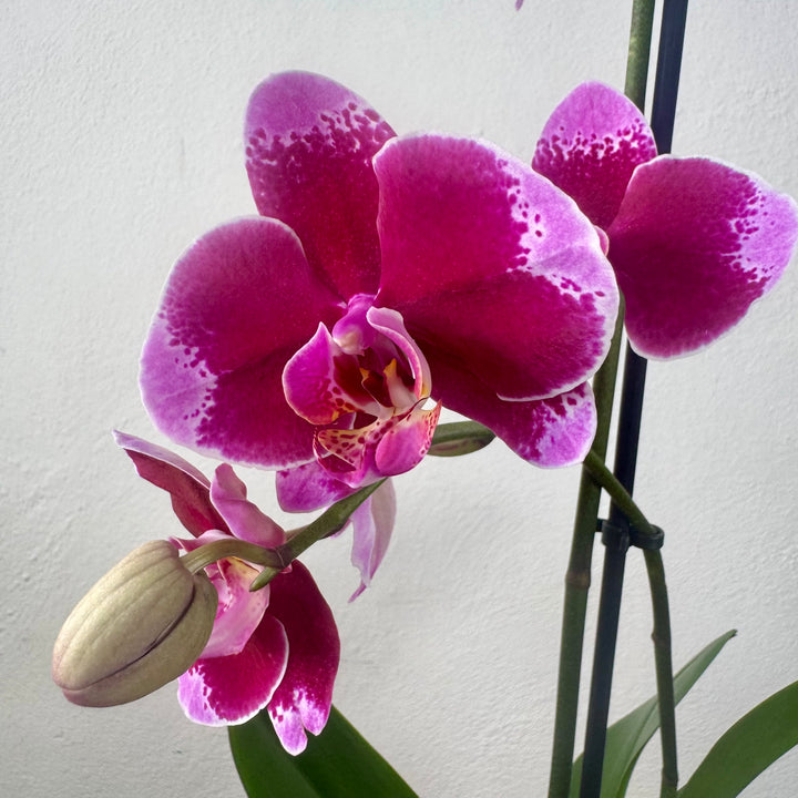 Phalaenopsis mix - orchid