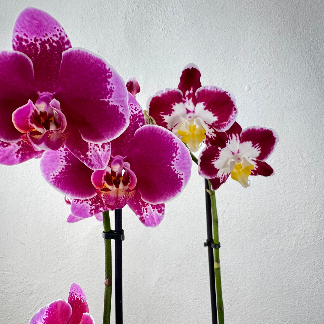 Phalaenopsis mix - orchid