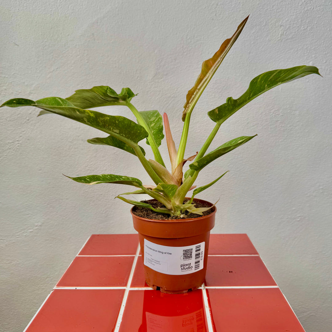 Philodendron Ring of Fire
