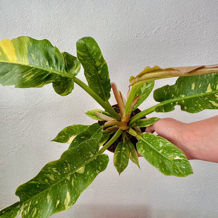 Philodendron Ring of Fire