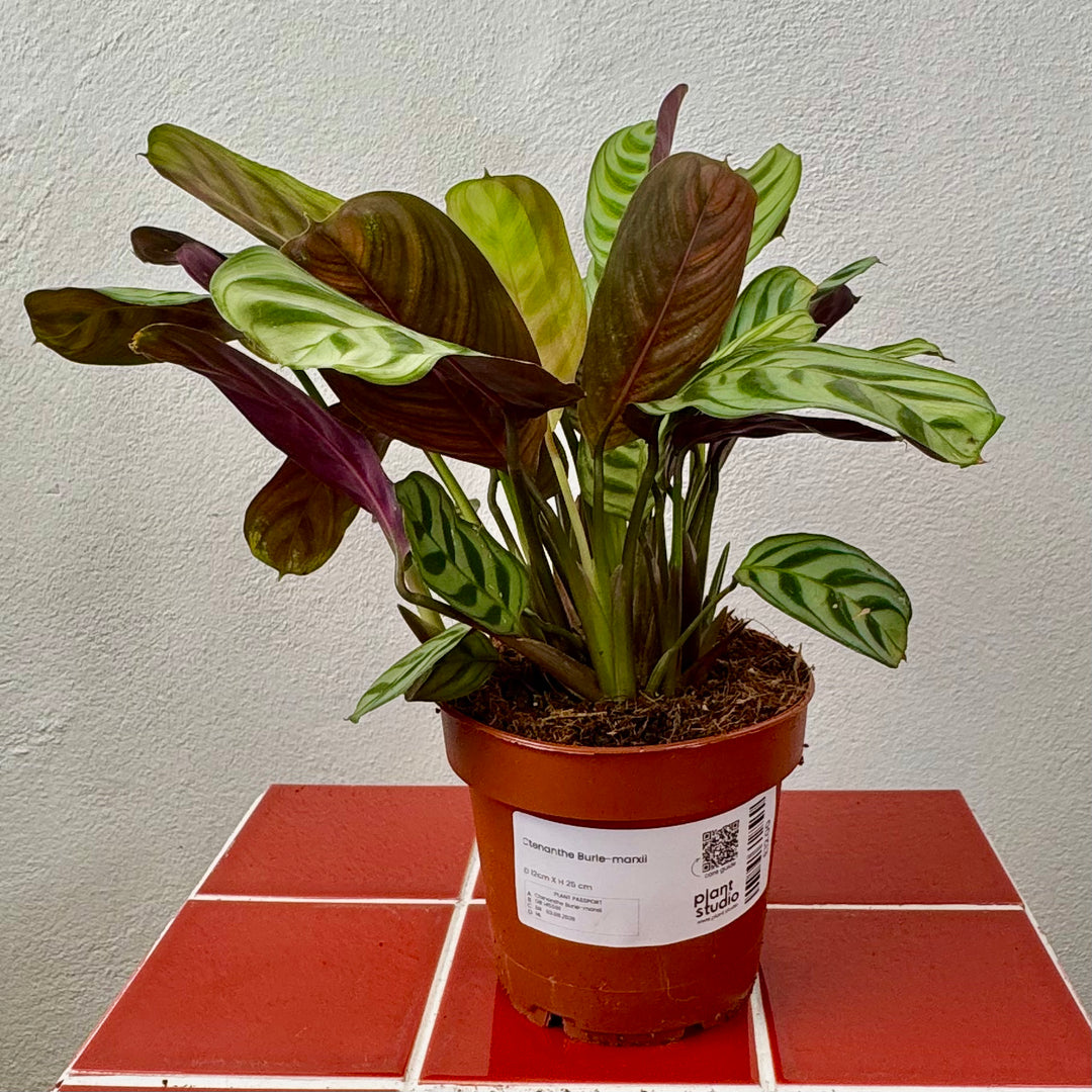 Ctenanthe Burle-marxii