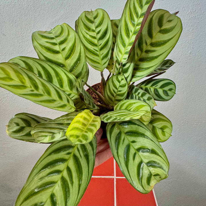 Ctenanthe Burle-marxii