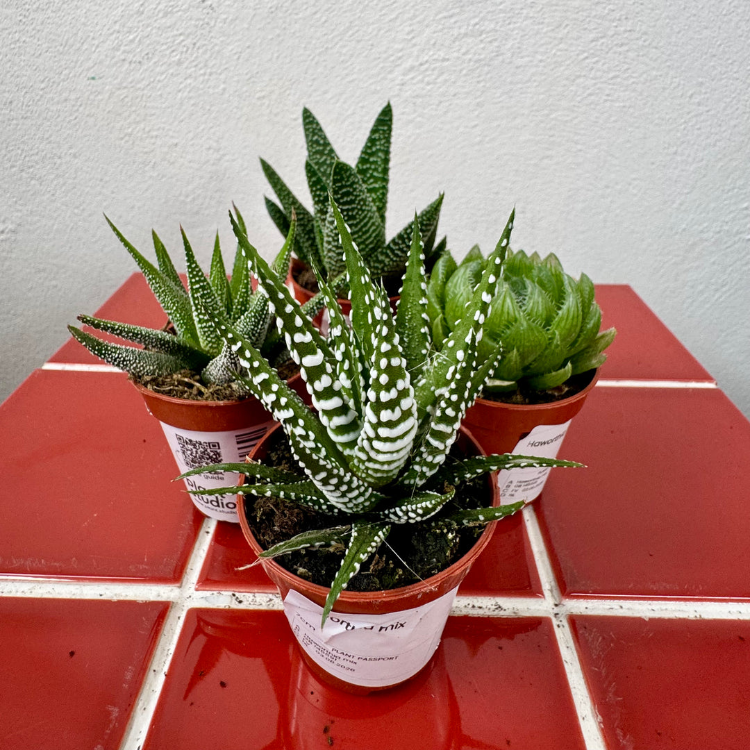 Haworthia mix