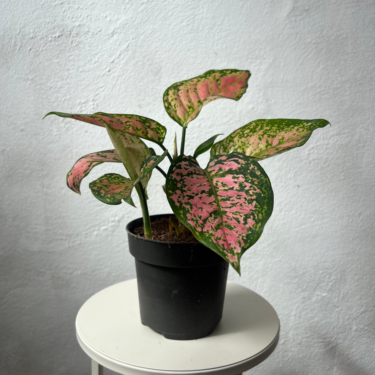 Aglaonema Crimson Love
