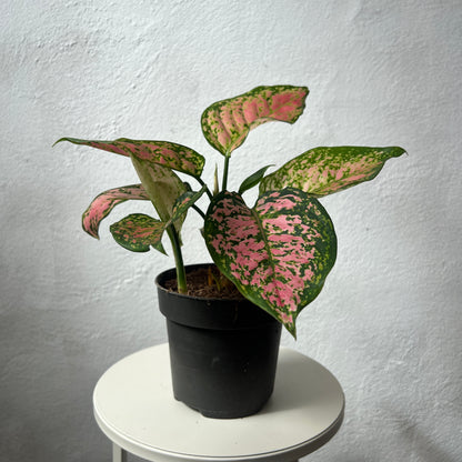 Aglaonema Crimson Love