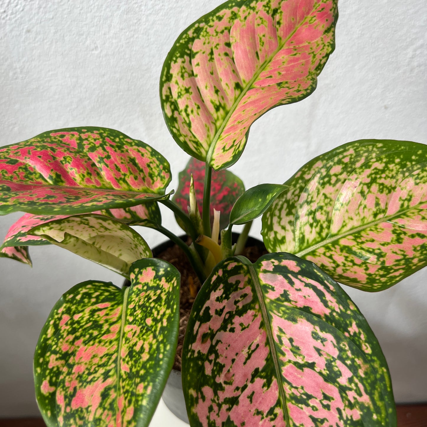 Aglaonema Crimson Love