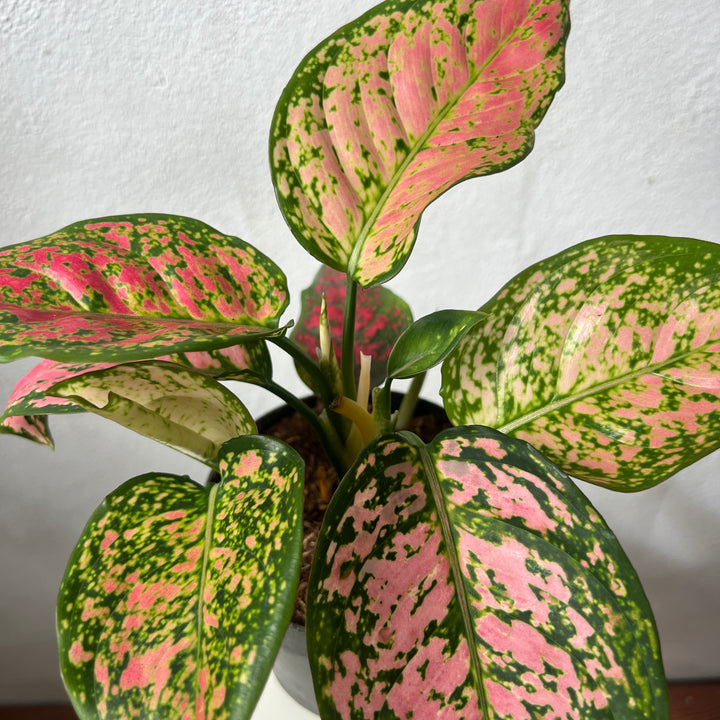 Aglaonema Crimson Love