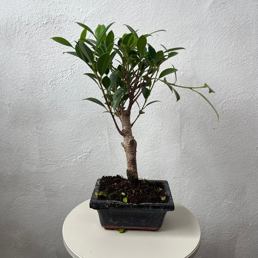 Bonsai Mixed