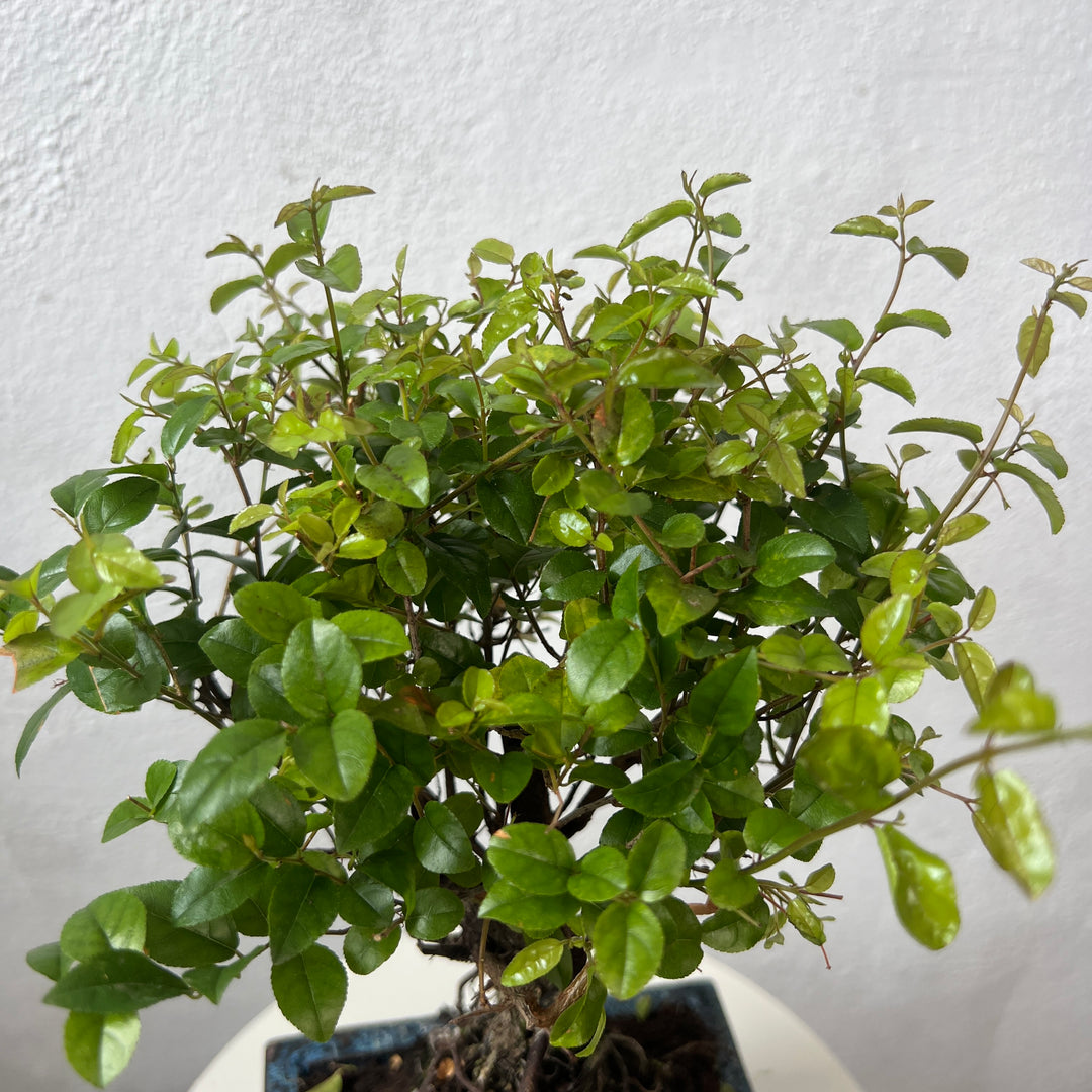 Bonsai Mixed