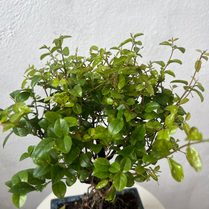 Bonsai Mixed
