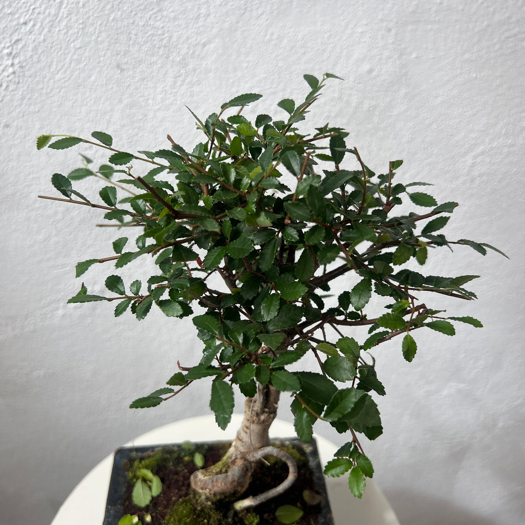 Bonsai Mixed