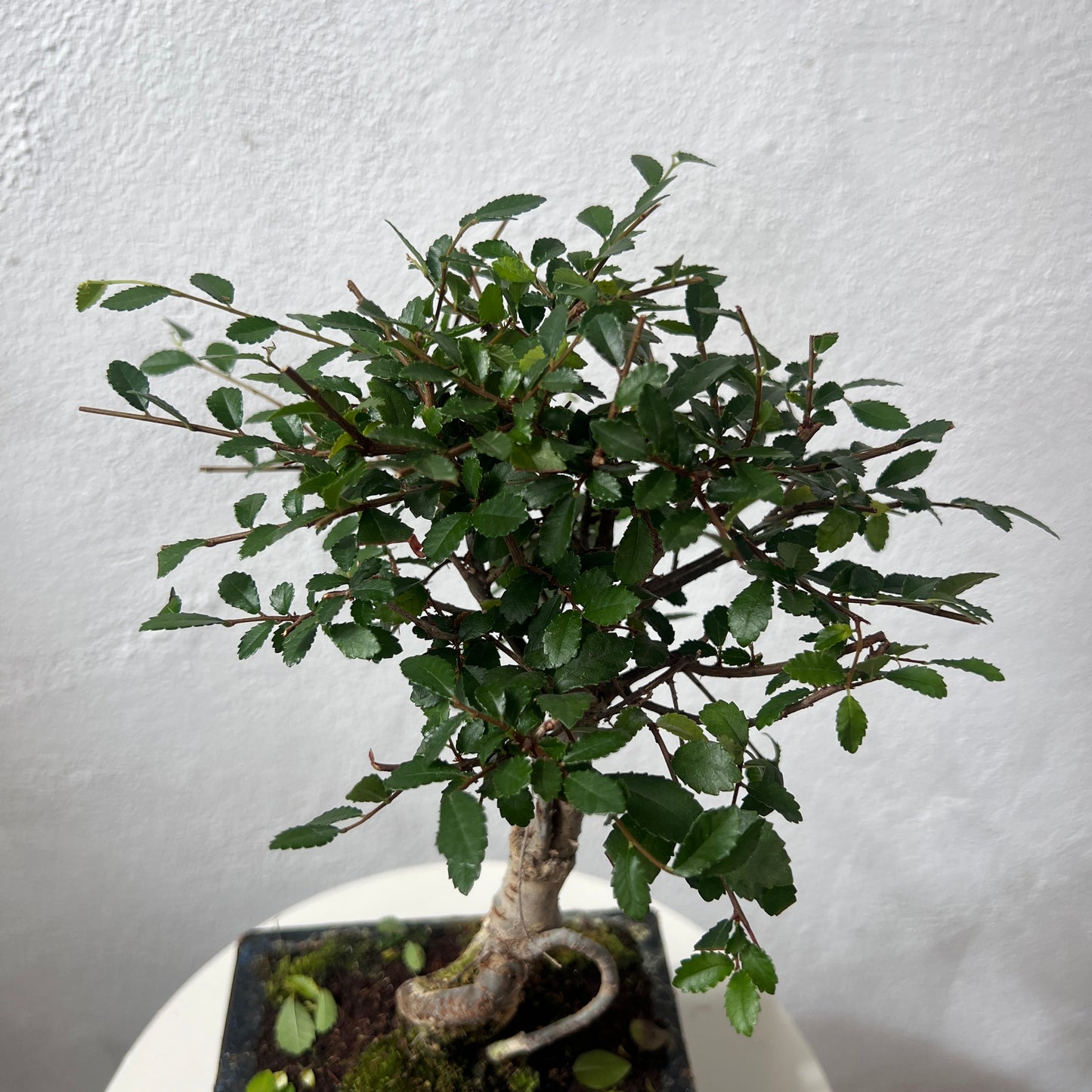Bonsai Mixed