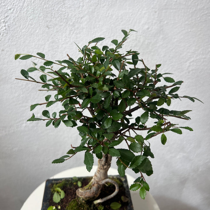 Bonsai Mixed