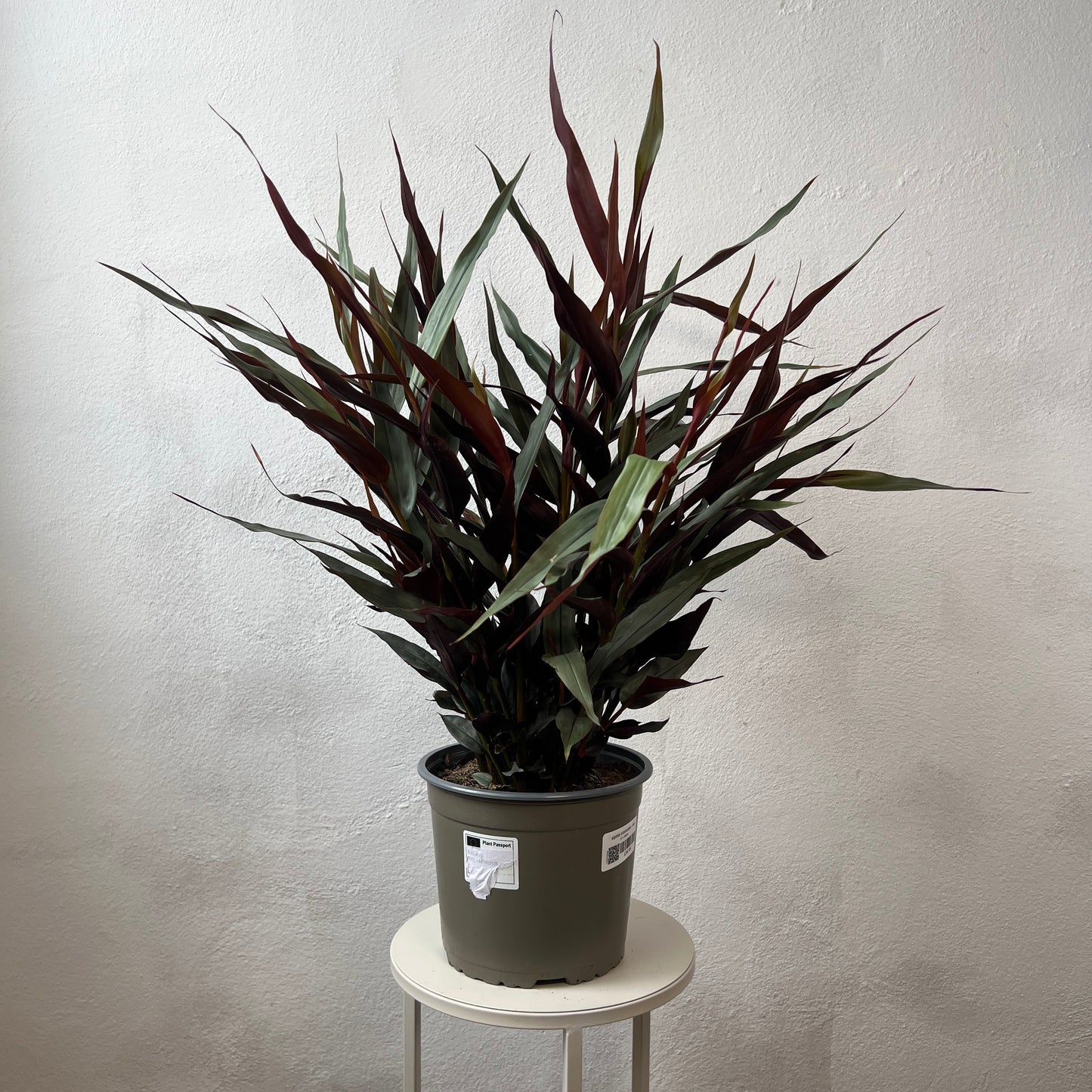 Alpinia Luteocarpa - Red Bamboo Ginger