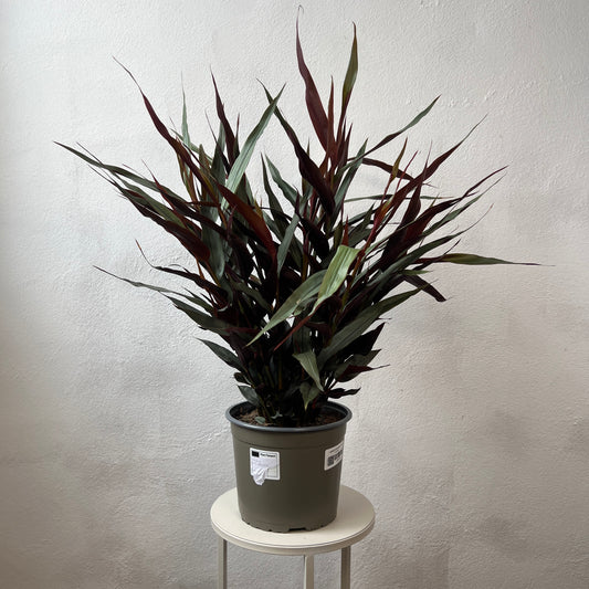 Alpinia Luteocarpa - Red Bamboo Ginger