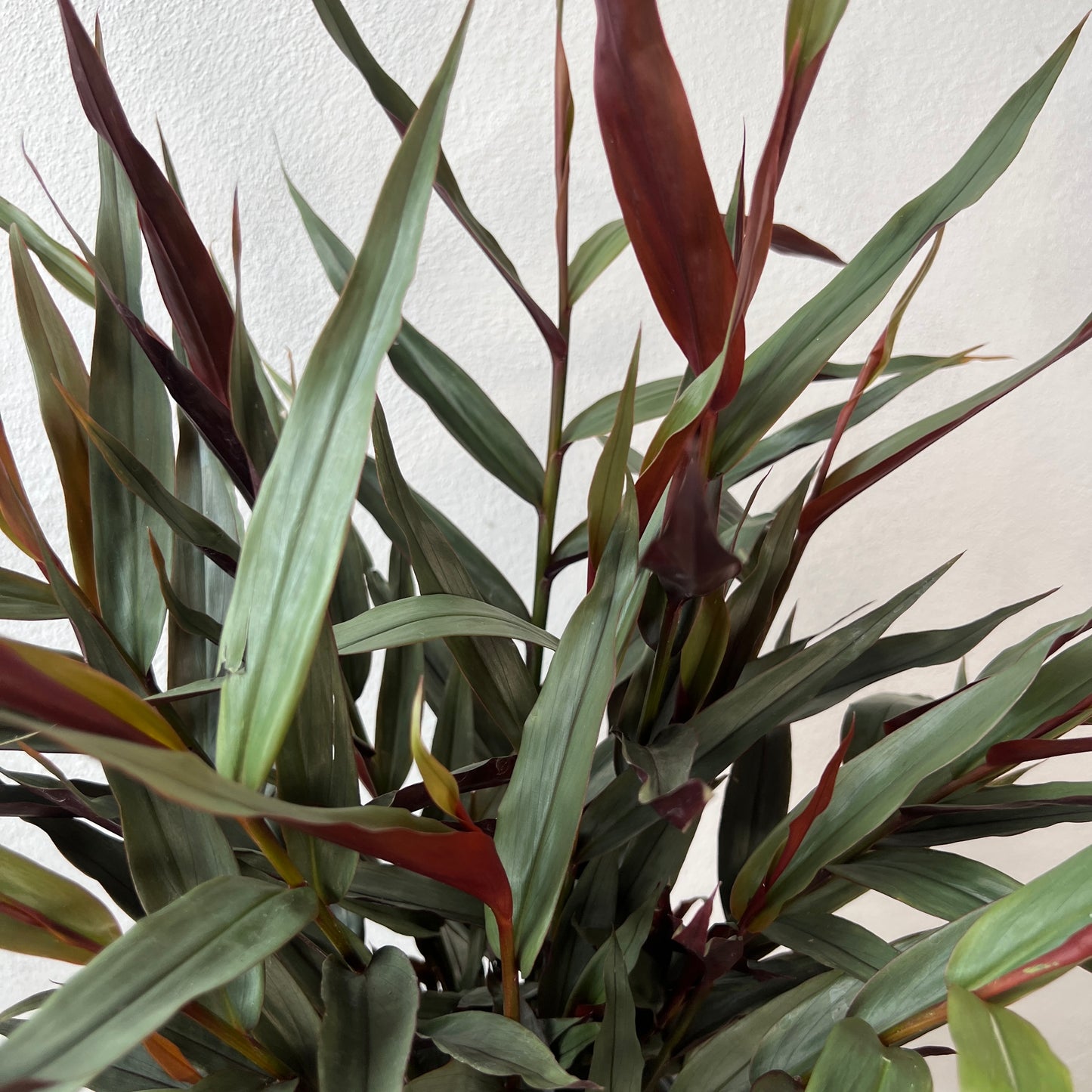 Alpinia Luteocarpa - Red Bamboo Ginger