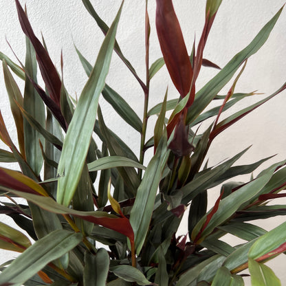 Alpinia Luteocarpa - Red Bamboo Ginger