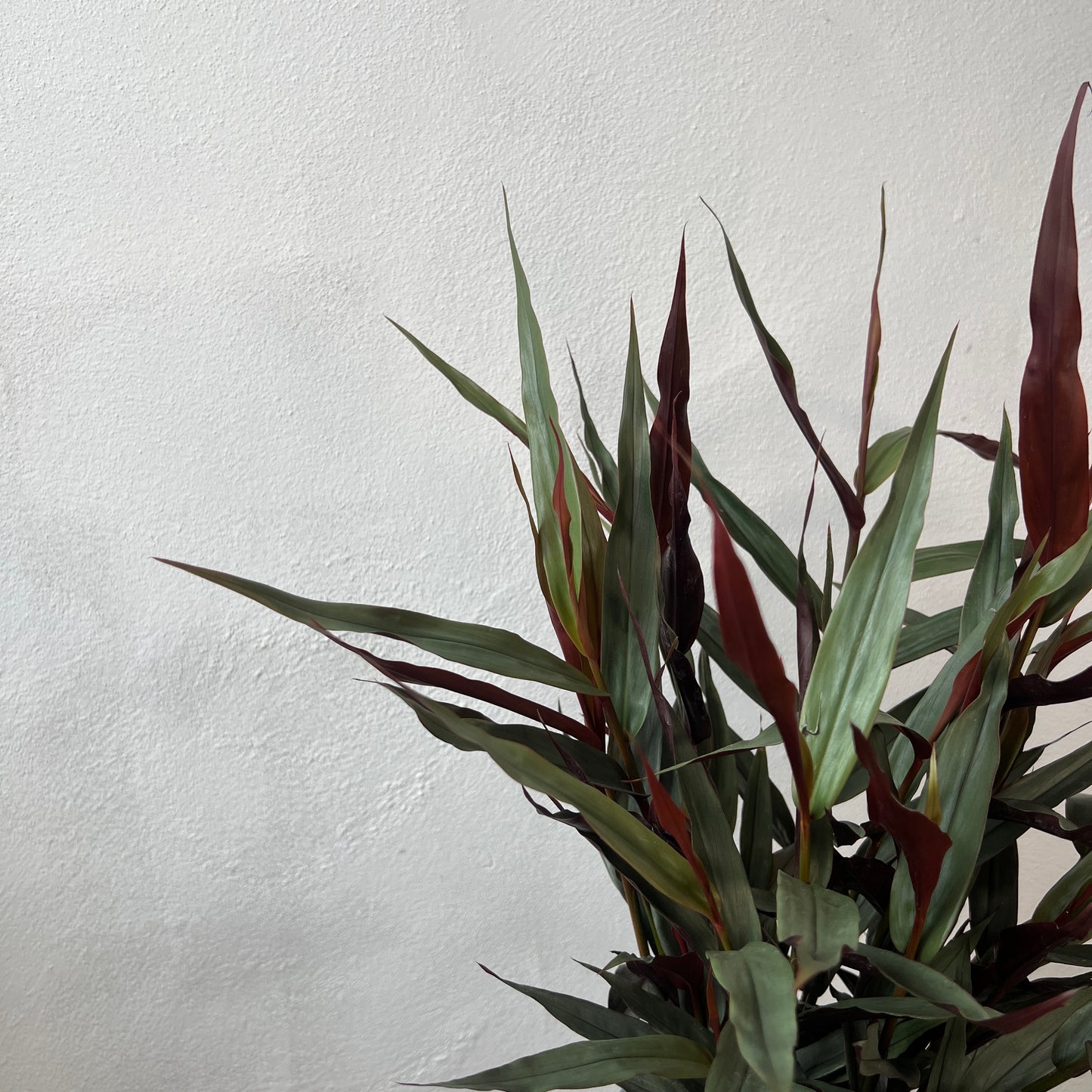 Alpinia Luteocarpa - Red Bamboo Ginger