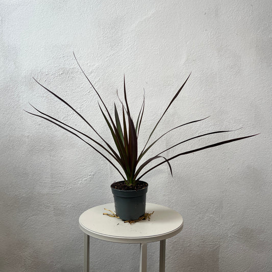 Dracaena marginata 'Magenta' - Dragon Tree