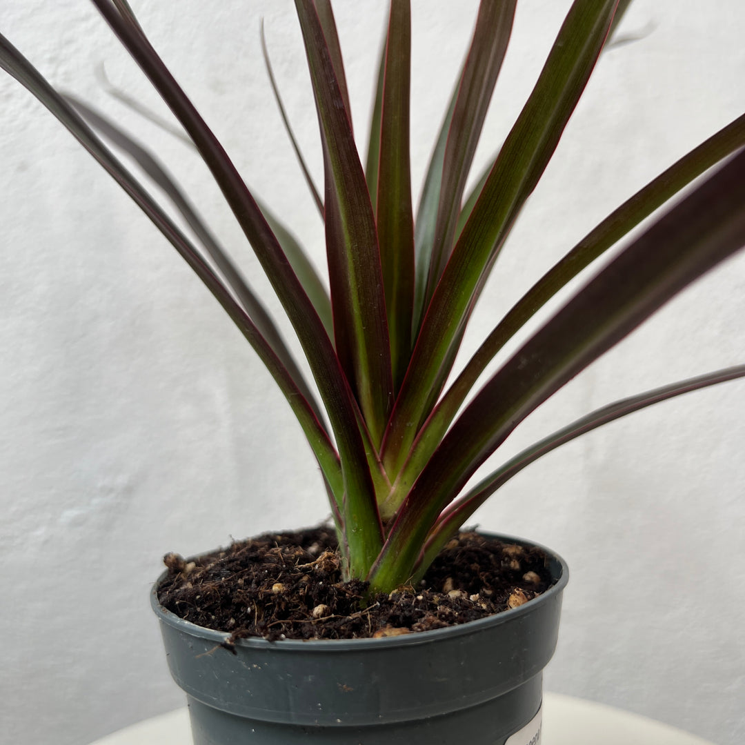 Dracaena marginata 'Magenta' - Dragon Tree