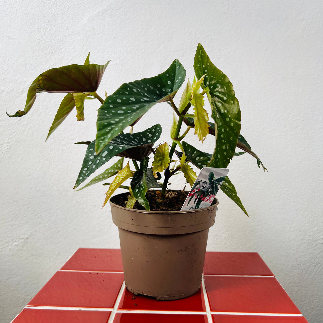 Begonia Tamaya -Bamboo Begonia - Polka Dot Angel Wing Begonia