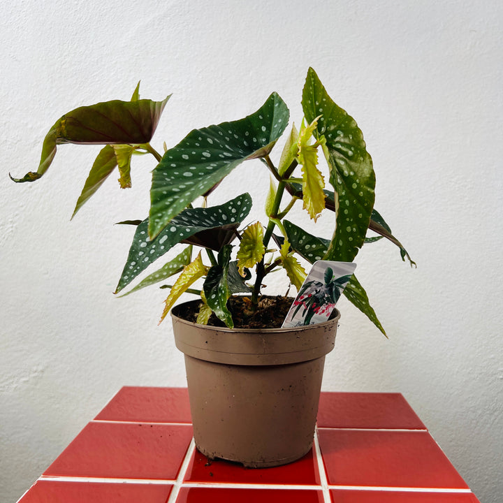 Begonia Tamaya -Bamboo Begonia - Polka Dot Angel Wing Begonia
