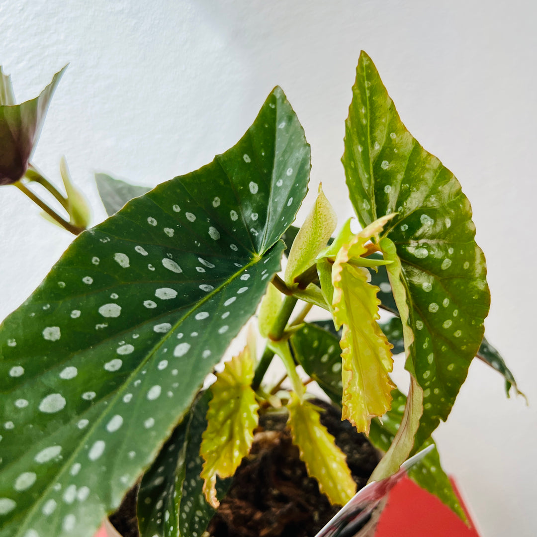 Begonia Tamaya -Bamboo Begonia - Polka Dot Angel Wing Begonia