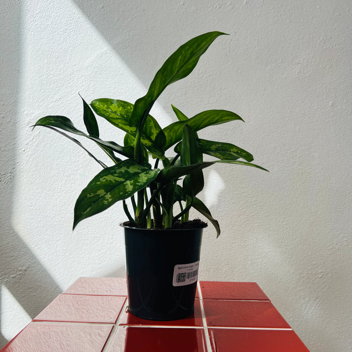 Aglaonema ‘Maria’ – Chinese Evergreen