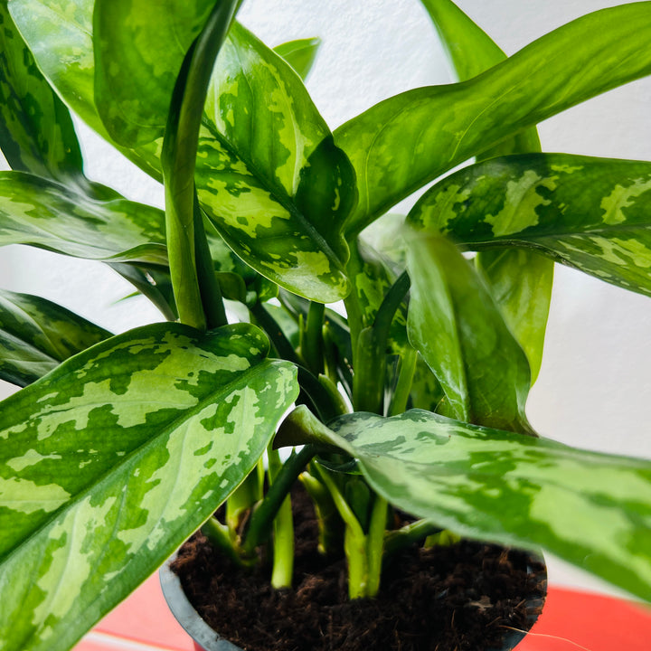 Aglaonema ‘Maria’ – Chinese Evergreen