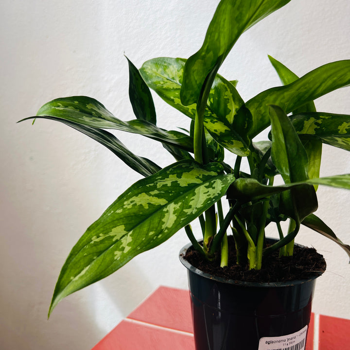Aglaonema ‘Maria’ – Chinese Evergreen