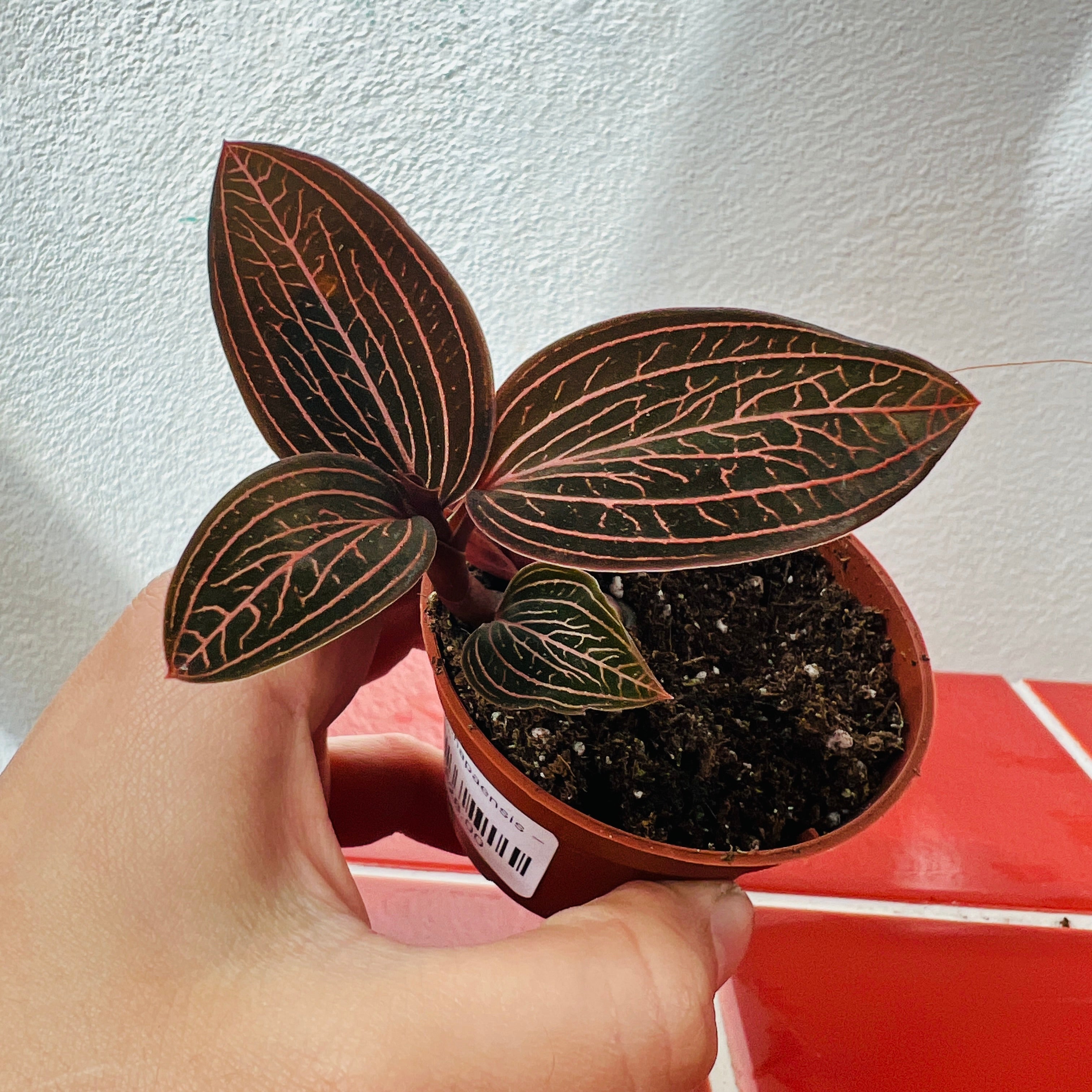 Houseplants