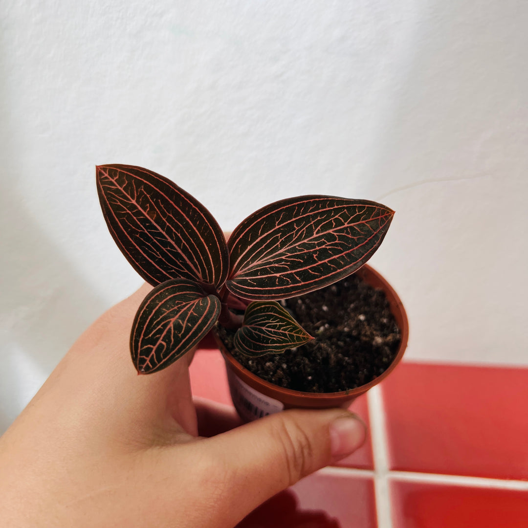 Anoectochilus chapaensis – Jewel Orchid