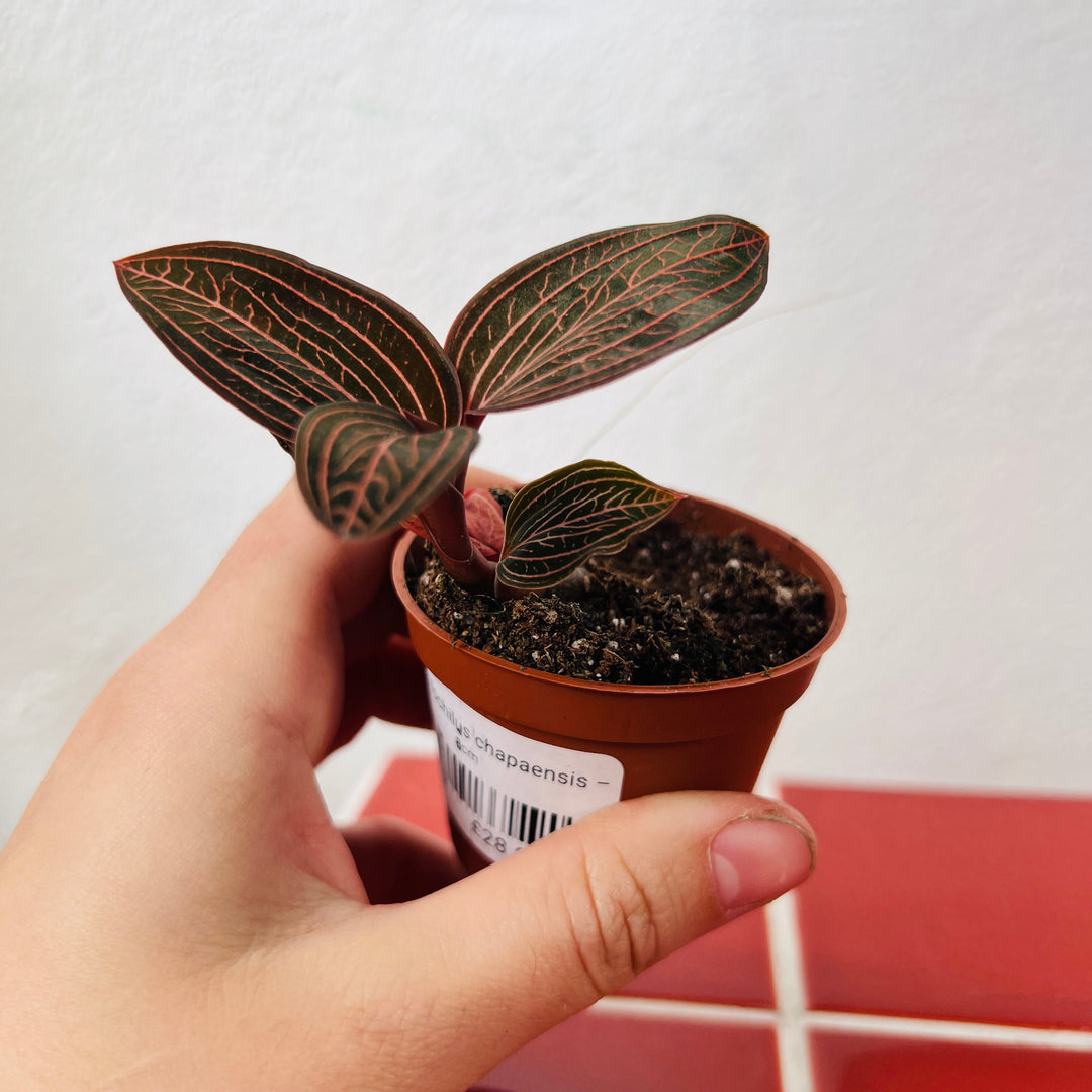 Anoectochilus chapaensis – Jewel Orchid