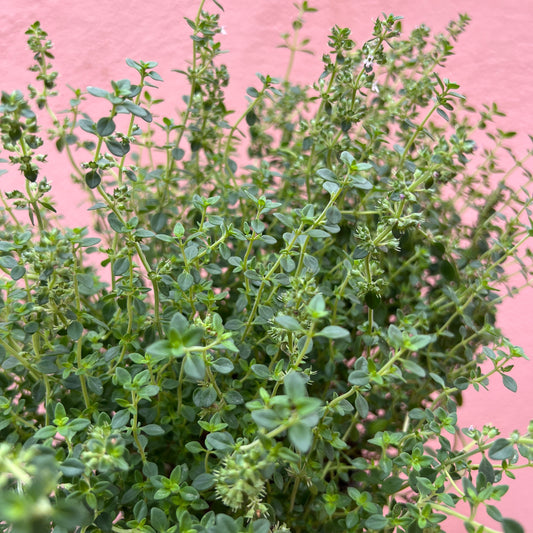 Thymus Citriodorus - Lemon Thyme
