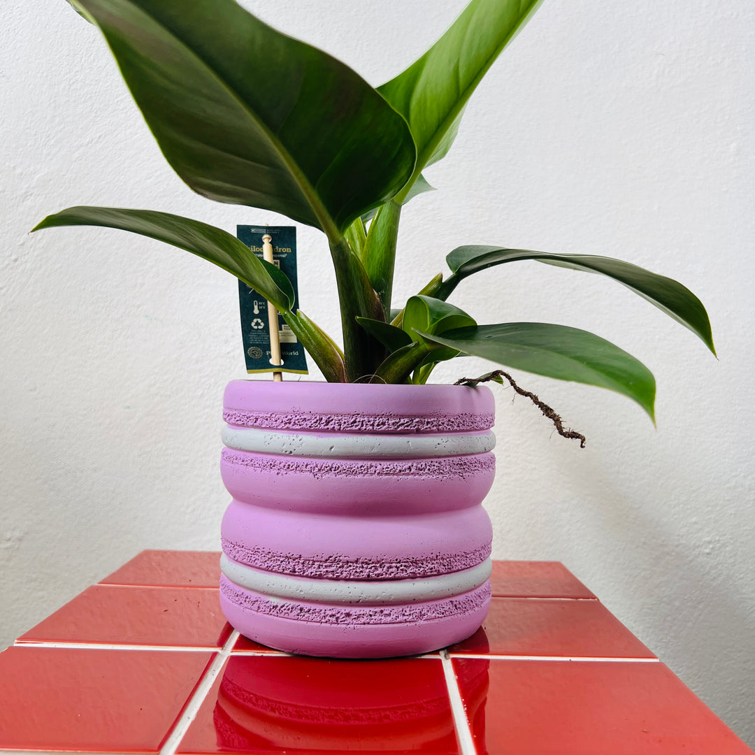 Retro Stripe Planter lucky dip  – 12cm