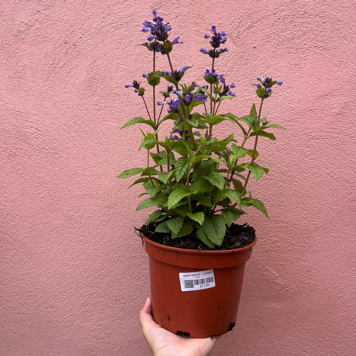 Nepeta ‘Neptune’ – Compact Catmint