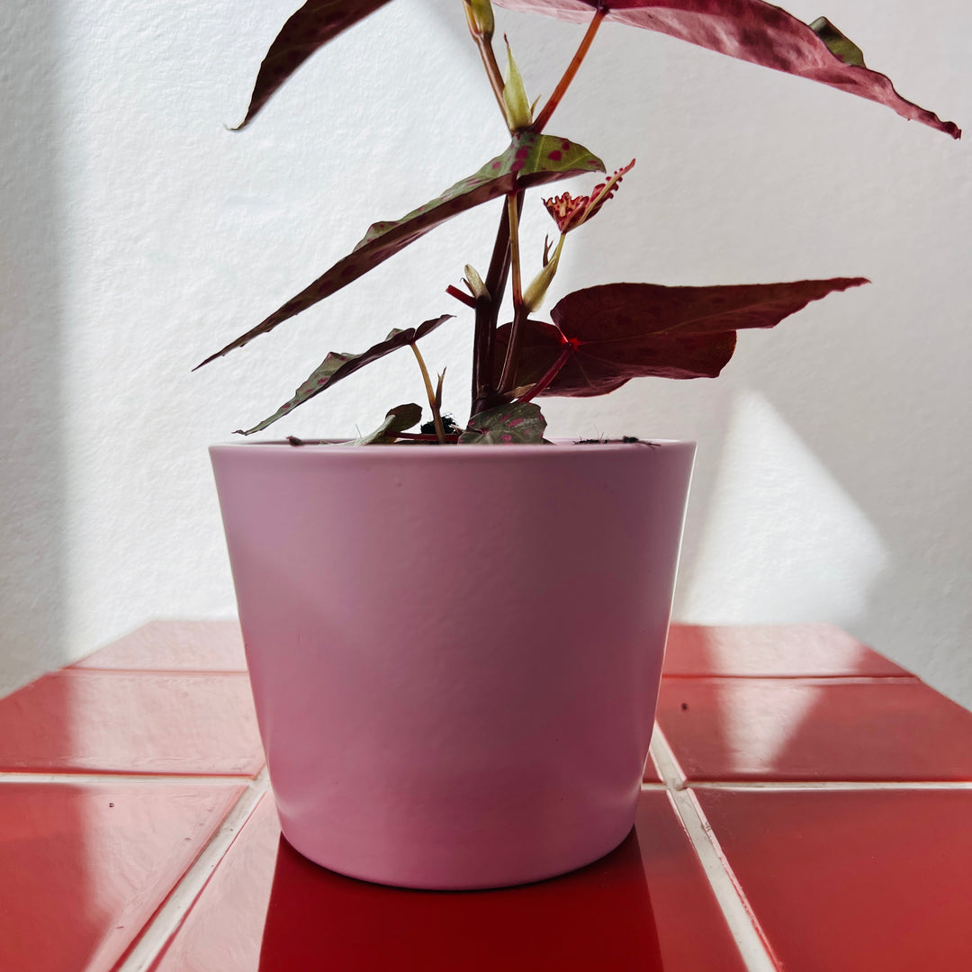 Pink Matte Ceramic Pot – 11cm