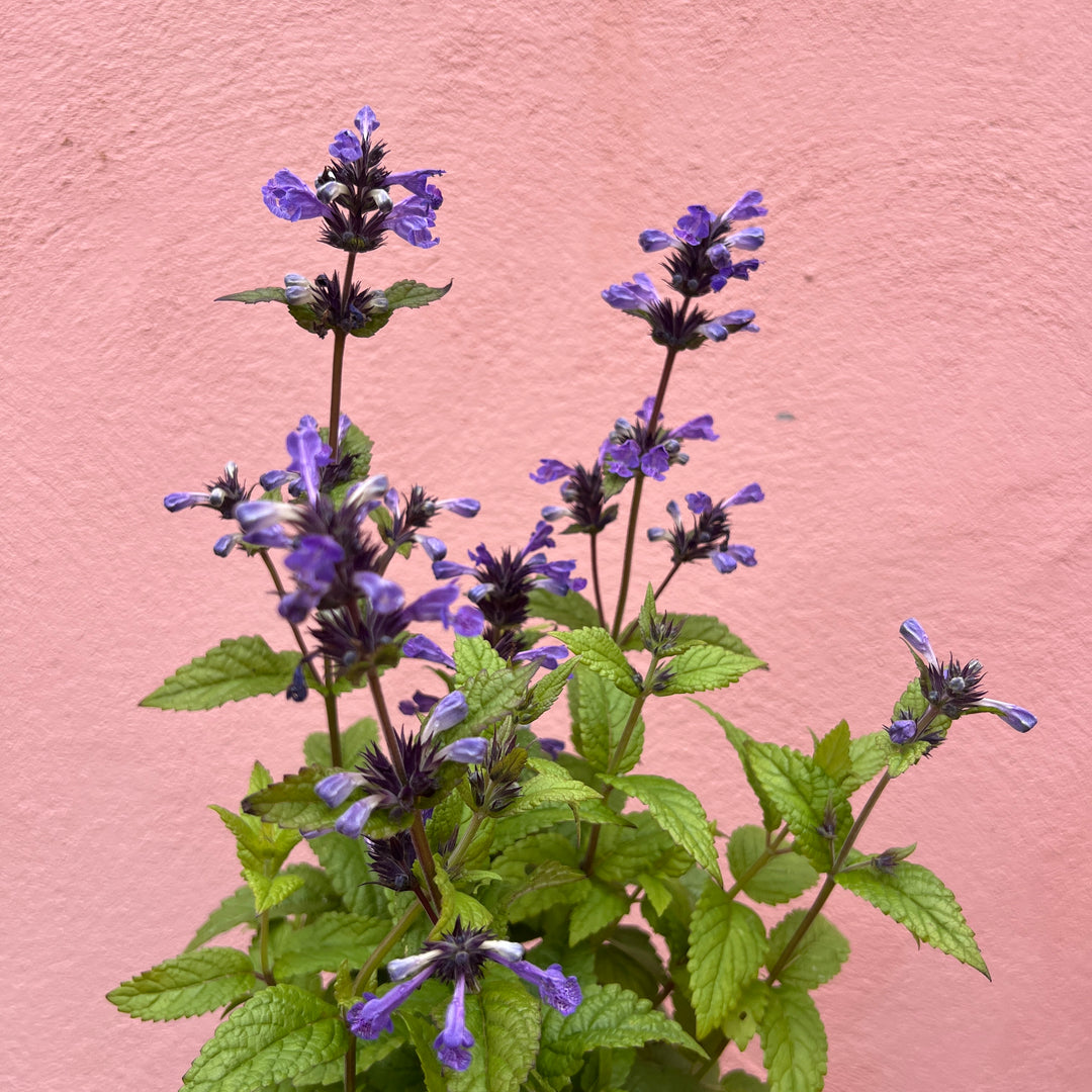 Nepeta ‘Neptune’ – Compact Catmint