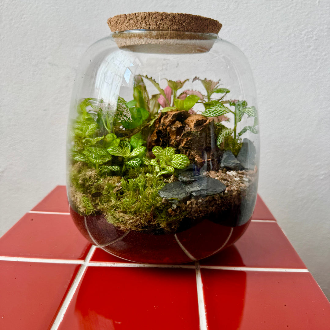 Plant.Studio 'Nature's Chaos' Terrarium
