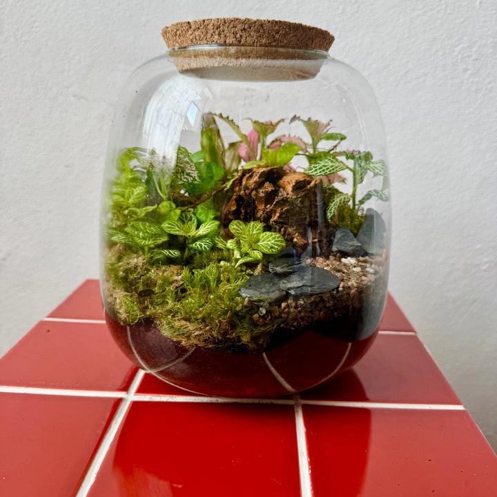 Plant.Studio 'Nature's Chaos' Terrarium