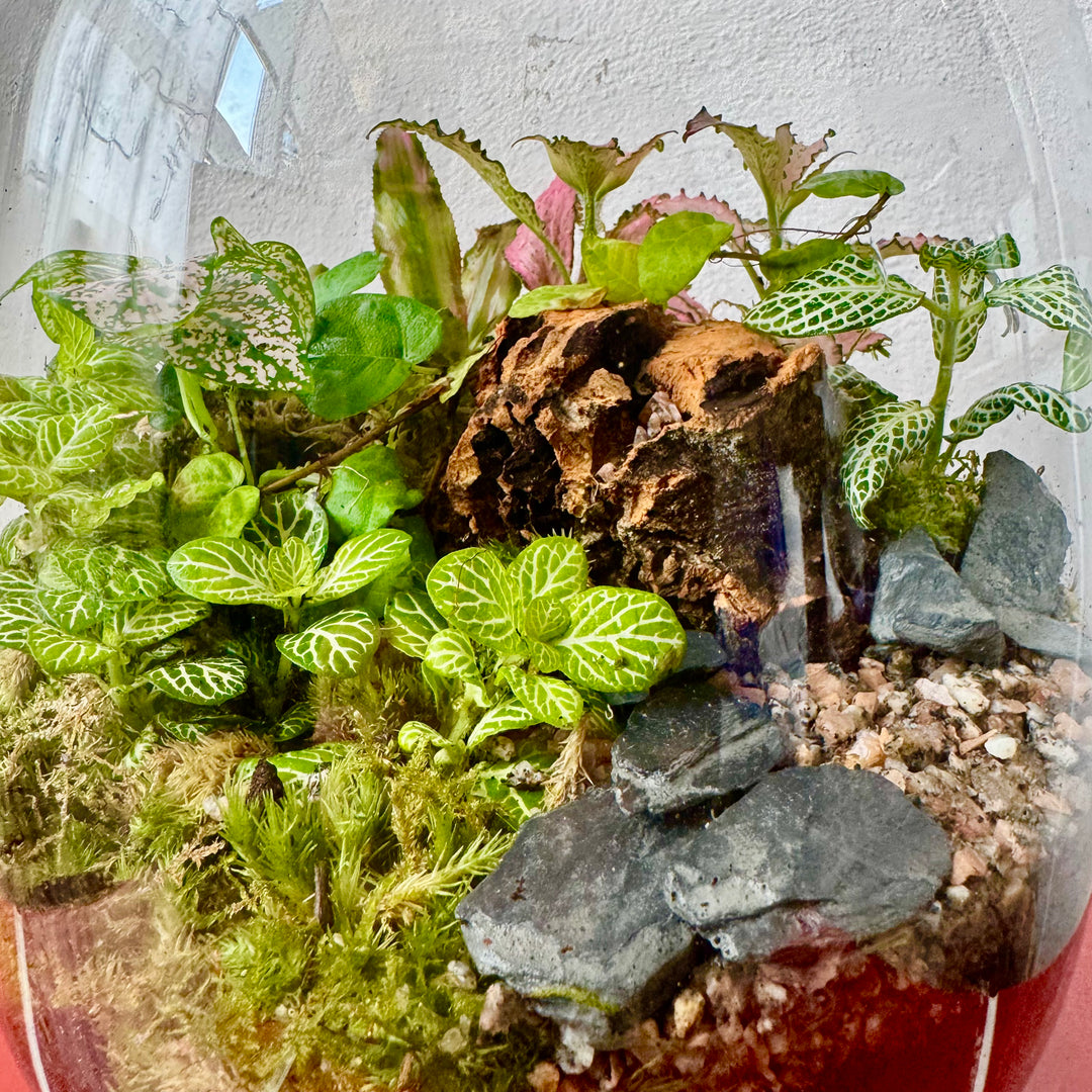 Plant.Studio 'Nature's Chaos' Terrarium