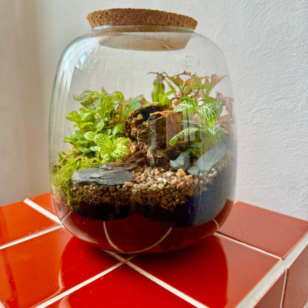 Plant.Studio 'Nature's Chaos' Terrarium