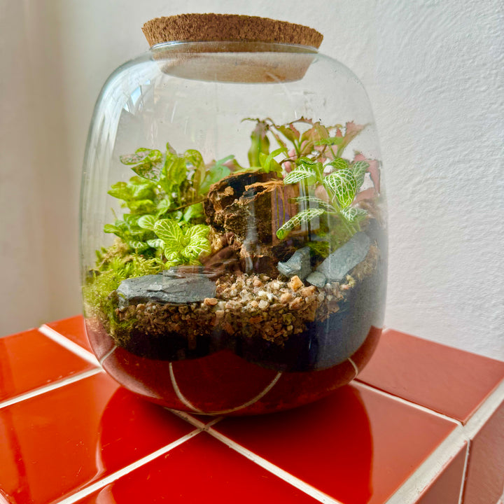 Plant.Studio 'Nature's Chaos' Terrarium