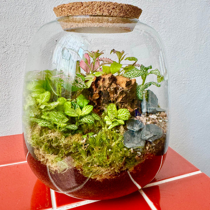 Plant.Studio 'Nature's Chaos' Terrarium