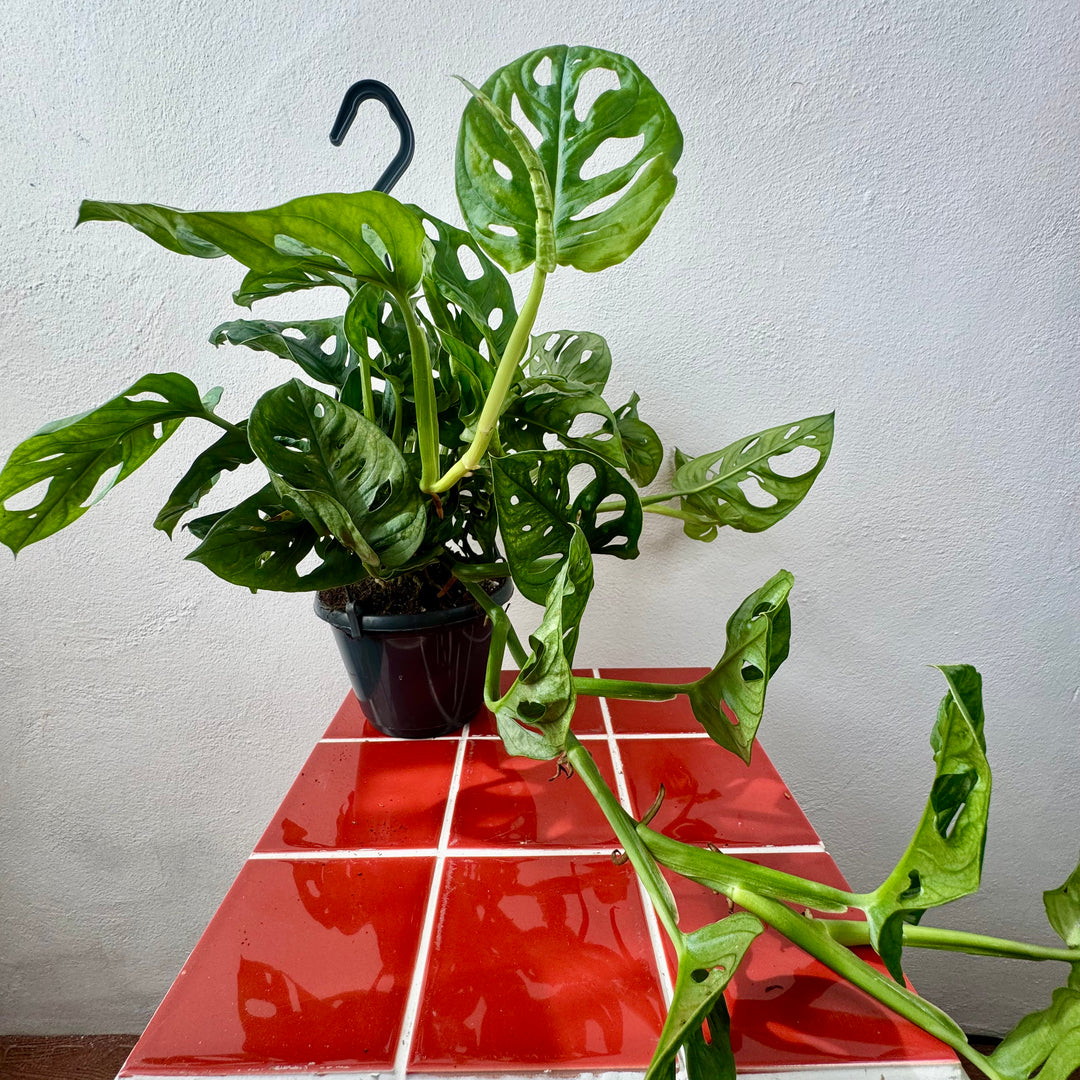 Monstera Adansonii - Monkey Mask