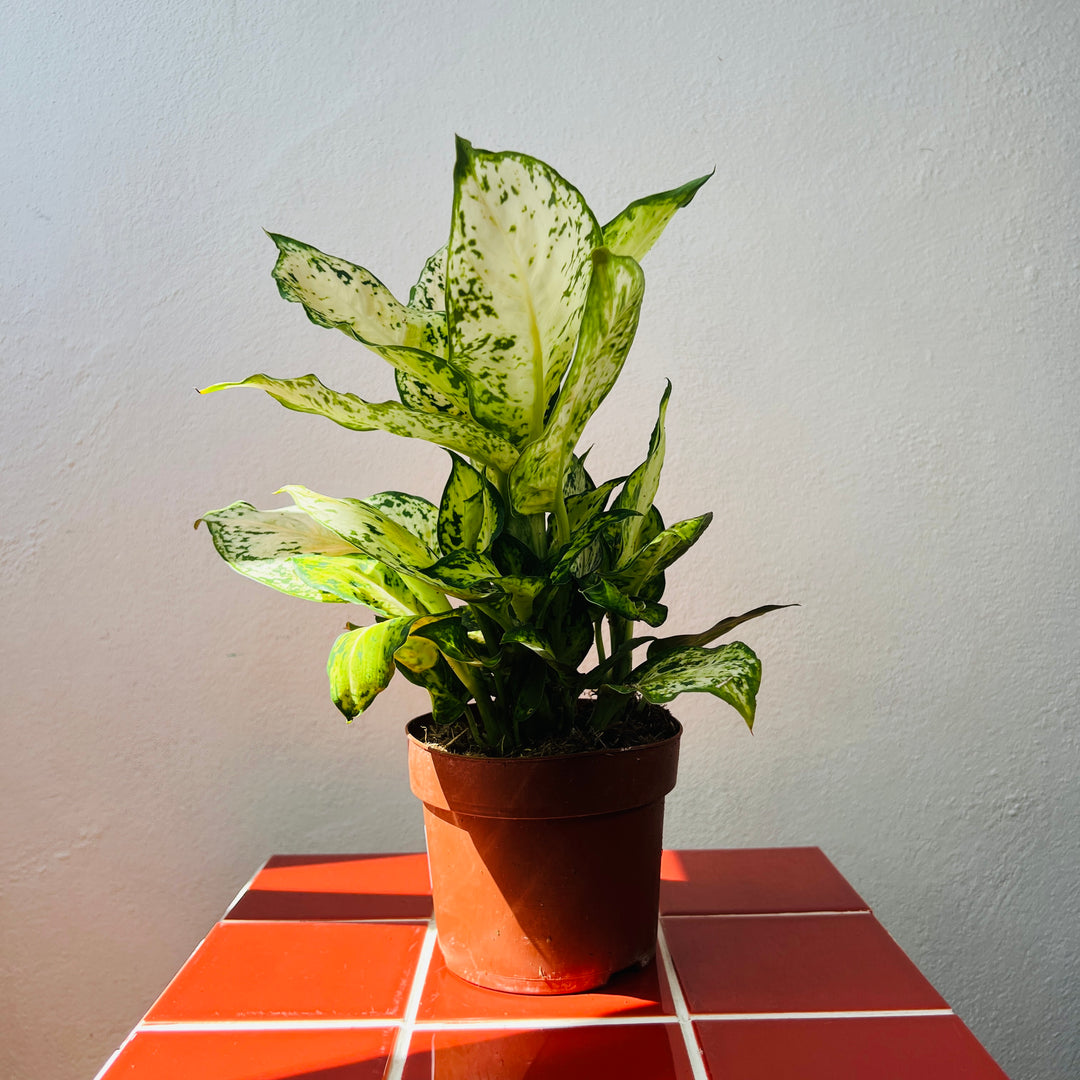 Dieffenbachia ‘Amy’ – Variegated Dieffenbachia