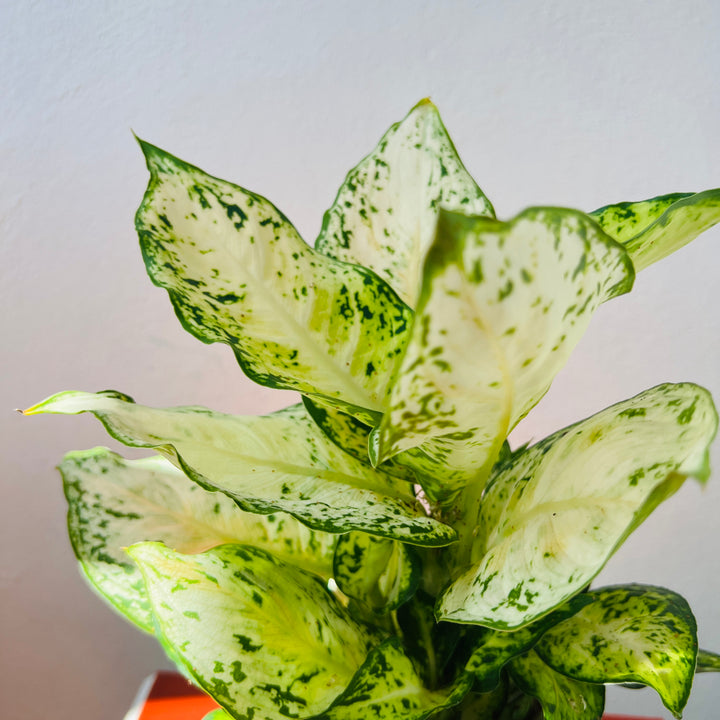 Dieffenbachia ‘Amy’ – Variegated Dieffenbachia
